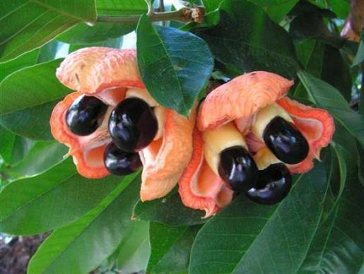 Naturally opened red-orange ackee fruit showing black seeds and cream-colored arils on a leafy branch.