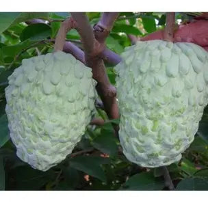 Green African Pride atemoya fruit growing on a branch