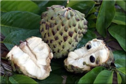 African Pride Atemoya Tree – Creamy Tropical Annona Fruit