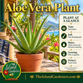 Aloe vera plant in a terracotta pot on a rustic table beside a woven basket on a tropical veranda. 