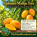 Golden-yellow Alphonso mangoes on a leafy branch beside whole and sliced mangoes on a rustic wooden table. 