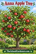 Anna Apple Tree