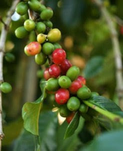 Arabica coffee plant with ripe red coffee cherries