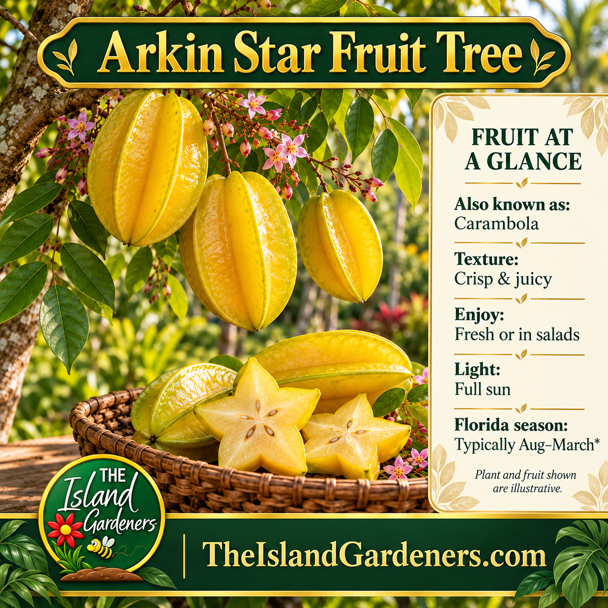 Golden carambola fruit hanging on a branch beside a basket of whole fruit and star-shaped slices. 