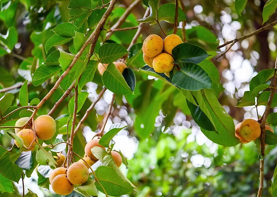 Santol Tree – Rare Tropical Fruit Tree