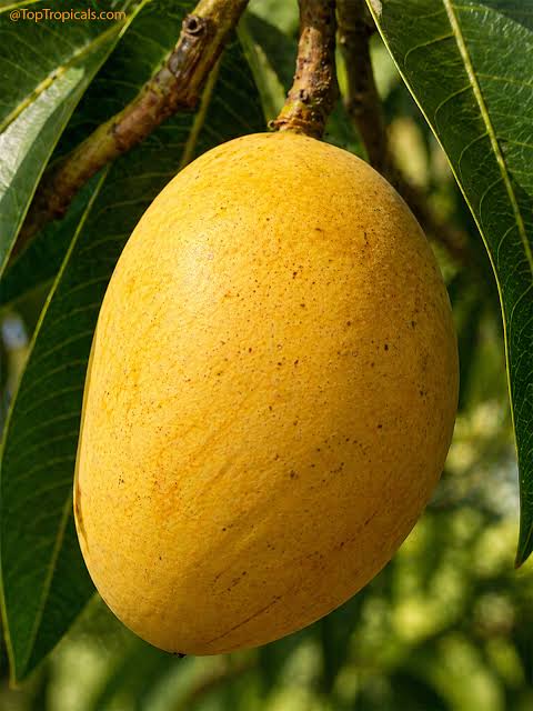 Golden-yellow oval mango with fine natural speckles hanging among green leaves.
