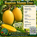 Baptiste mango product graphic with golden-yellow oval fruit, growing information, The Island Gardeners logo, and Harvest Calendar QR code.