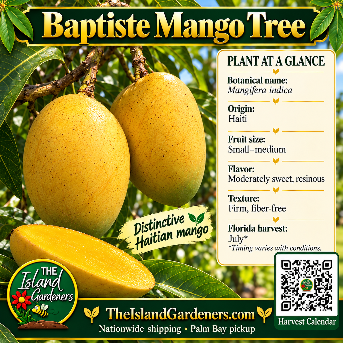 Baptiste mango product graphic with golden-yellow oval fruit, growing information, The Island Gardeners logo, and Harvest Calendar QR code.