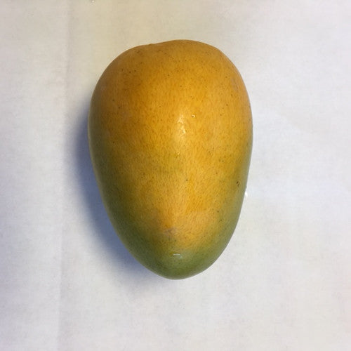 Oval yellow mango with a muted green lower portion resting on a light surface.
