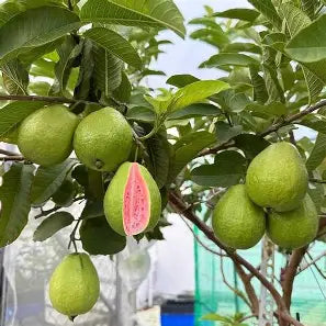 Barbie Pink guavas growing among green leaves