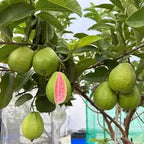 Barbie Pink guavas growing among green leaves