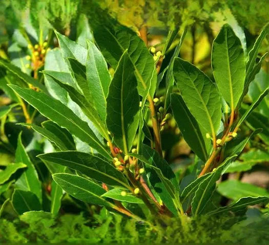 Close-up of green culinary bay laurel leaves