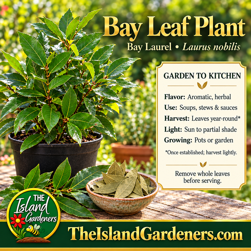 Potted bay laurel plant beside fresh sprigs and dried bay leaves, with a panel describing culinary uses, light needs, and leaf harvesting. 