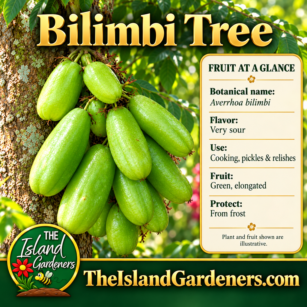 Cluster of green bilimbi fruit growing directly on a tree trunk, with Bilimbi Tree title and The Island Gardeners website. 