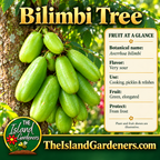 Cluster of green bilimbi fruit growing directly on a tree trunk, with Bilimbi Tree title and The Island Gardeners website. 