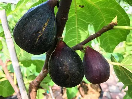 Black Mission figs growing among green leaves