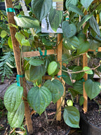 Black pepper plant Piper nigrum growing in a nursery container