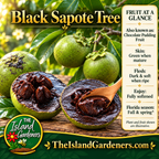Green black sapote fruits with an opened fruit showing dark ripe pulp and a wooden spoon in a tropical garden. 