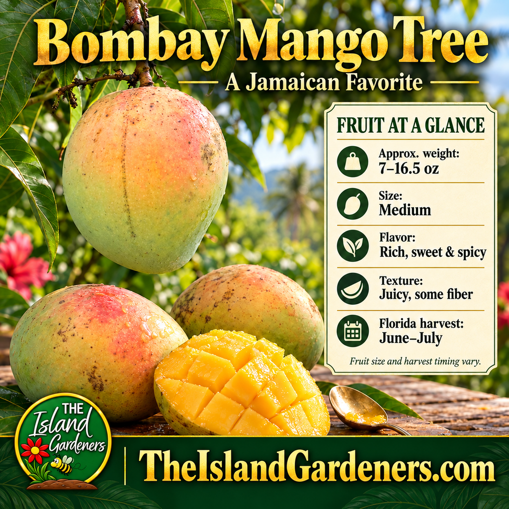 Bombay mangoes with green-yellow skin and pink blush beside sliced golden flesh, with a panel showing fruit weight, flavor, and Florida harvest season.