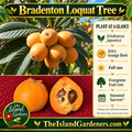 Illustrated golden-orange Bradenton loquats on a leafy branch, a tree in the background, cut fruit with orange-yellow flesh, and The Island Gardeners branding. 