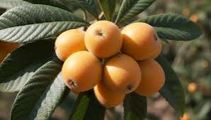 Golden-orange loquat cluster on a branch among broad green leaves.