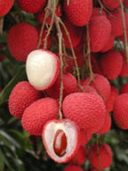 Red Brewster lychees with opened fruit showing translucent white flesh and a glossy brown seed