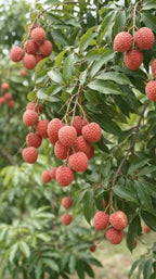 Red oval Brewster lychees hanging in clusters among green leaflets