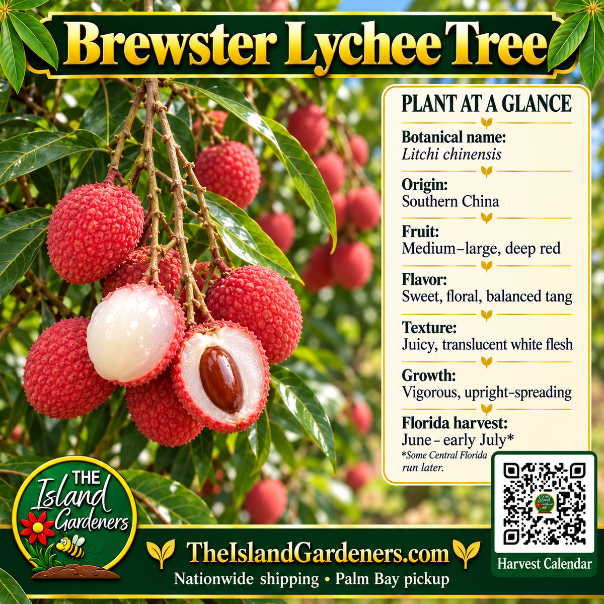 Brewster Lychee Tree graphic with red fruit, white flesh, plant facts, air-layered label and Harvest Calendar QR