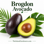 Brogon Avocado Trees in Palm Bay FL for sale by TheIslandGardeners.com