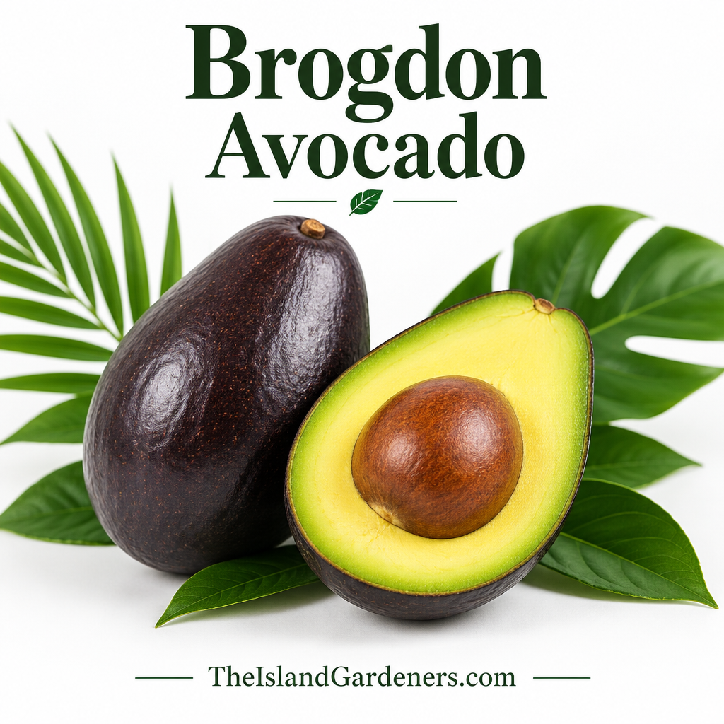 Brogon Avocado Trees in Palm Bay FL for sale by TheIslandGardeners.com