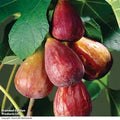 Ripe bronze-brown figs on a Brown Turkey fig tree