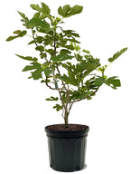 Brown Turkey fig tree growing in a nursery pot