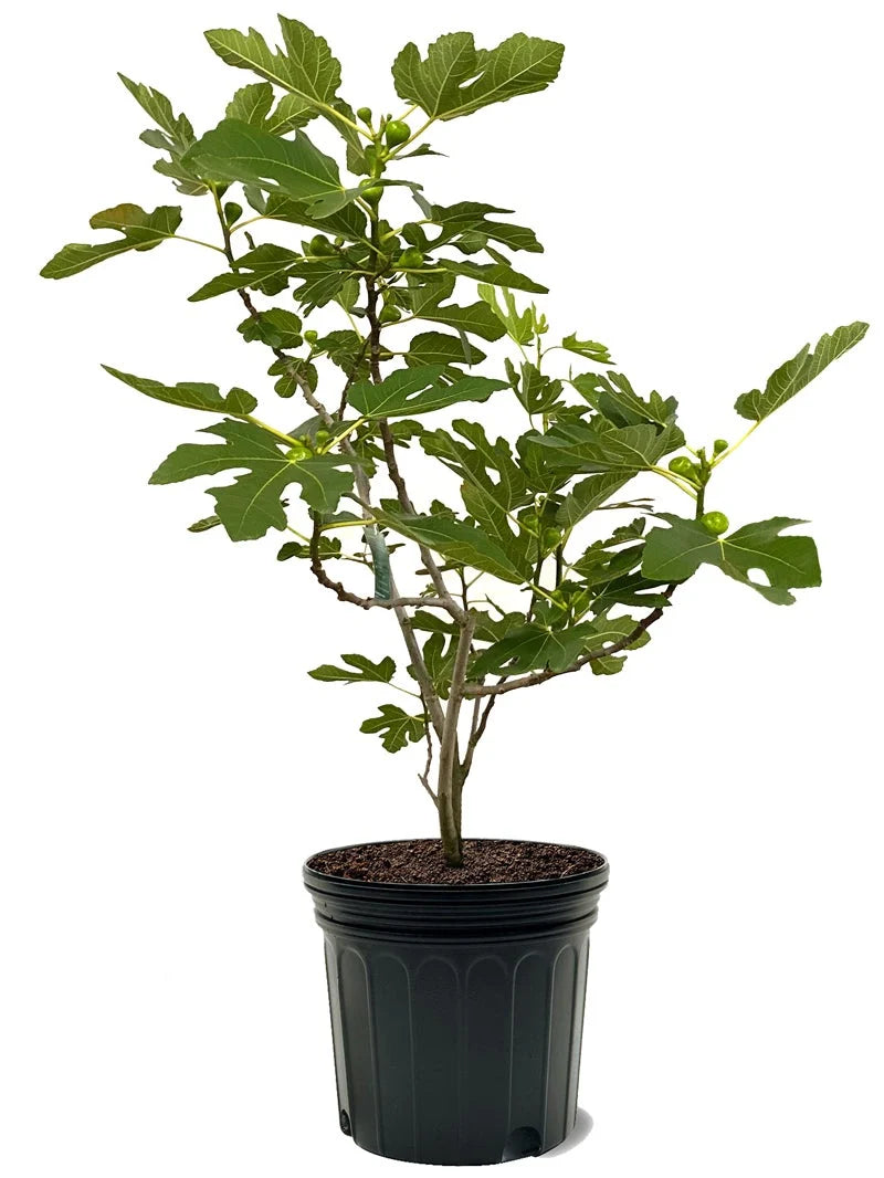 Brown Turkey fig tree growing in a nursery pot