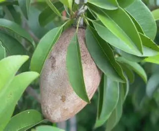 Elongated brown sapodilla hanging from a branch among narrow green leaves.