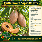 Butterscotch sapodilla graphic showing elongated russet-brown fruits on leafy branches, leafy branches, a tree background, and The Island Gardeners branding.