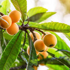 Sunlit yellow-orange loquats on a branch among long green leaves.