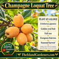 Illustrated pale yellow-orange Champagne loquats on a leafy branch, a tree in the background, cut fruit with pale flesh, and The Island Gardeners branding. 