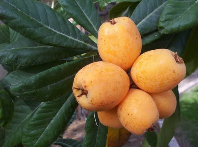 Cluster of pale yellow-orange loquats among broad dark green leaves.
