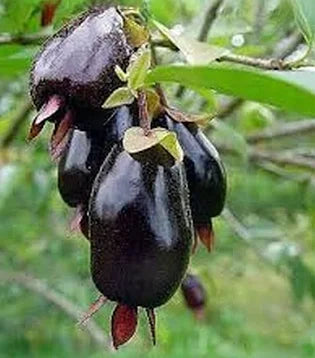 Glossy deep purple Cherry of the Rio Grande fruit with pointed calyces among green leaves