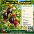 Cherry of the Rio Grande product graphic with dark oblong fruit, plant facts, Island Gardeners branding and Harvest Calendar QR