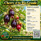 Cherry of the Rio Grande product graphic with dark oblong fruit, plant facts, Island Gardeners branding and Harvest Calendar QR