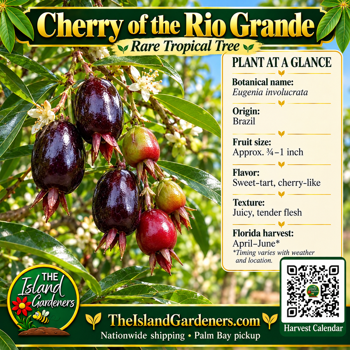 Cherry of the Rio Grande product graphic with dark oblong fruit, plant facts, Island Gardeners branding and Harvest Calendar QR