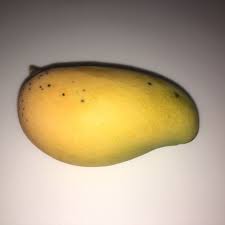 Ripe yellow Choc Anon mango with a slightly curved oblong shape