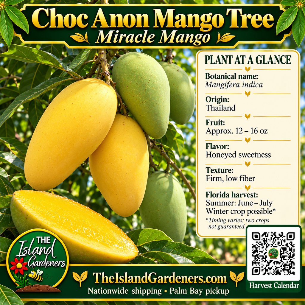 Choc Anon Mango Tree graphic with golden fruit, plant facts, Island Gardeners branding and Harvest Calendar QR