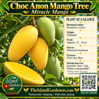 Choc Anon Mango Tree graphic with golden fruit, plant facts, Island Gardeners branding and Harvest Calendar QR