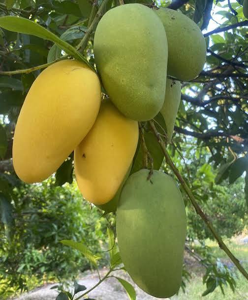 Elongated yellow and green Choc Anon mangoes hanging among leaves