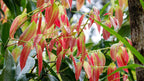 Reddish new leaves on a cinnamon plant