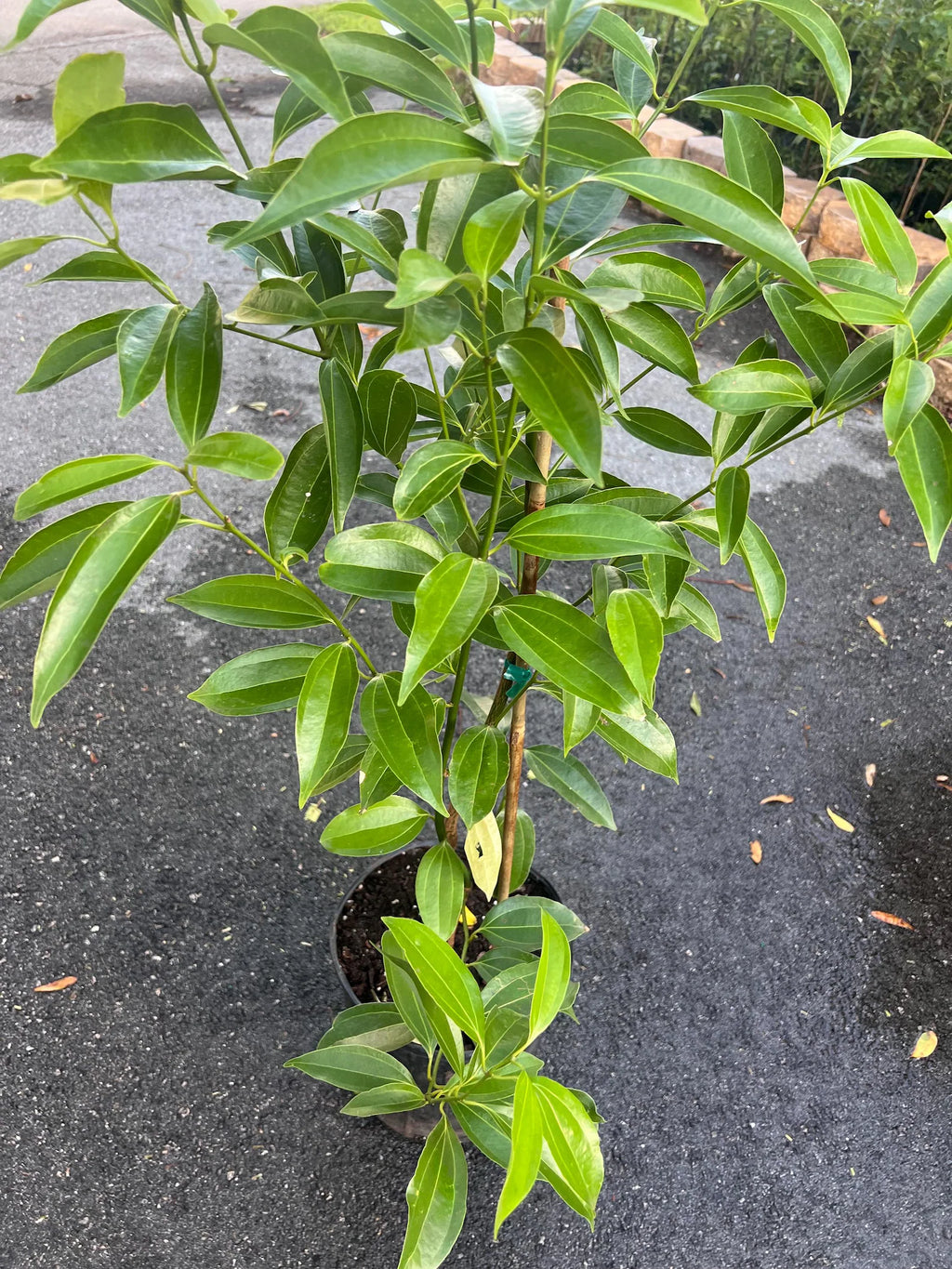 Cinnamon plant growing in a nursery container