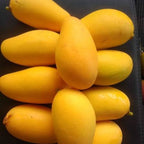 A cluster of bright yellow Po Pyu Kalay Lemon Meringue mangoes harvested in Florida Food Forest