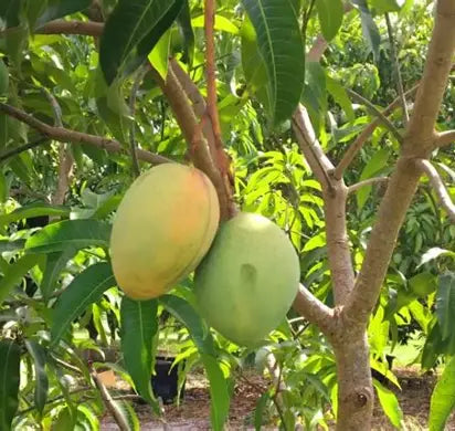 Two oval yellow-green mangoes hanging beside branches in a leafy garden.